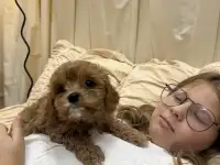 Люксовые щенки мальтипу
