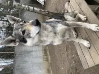 Чехословацкий влчак, фотография 2