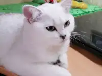 Британские серебристые котята, фотография 3