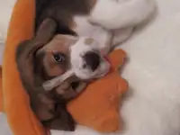 Щенок Бигль мальчик