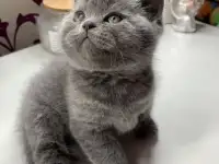 Британские котята., фотография 6