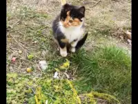Котенок девочка, фотография 3