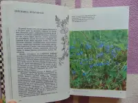 Русское разнотравье. Справочник, фотография 6