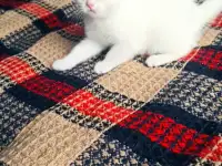 Шотландцы