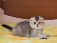 Котята шотландские ЗОЛОТАЯ ШИНШИЛЛА, фотография 3