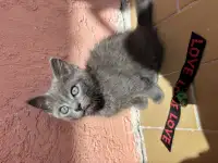 Котята, фотография 4