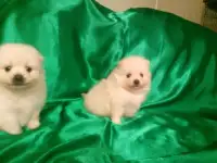 Померанский шпиц мальчики и девочки, фотография 2