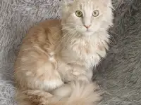 Продам котят  породы мейн-кун., фотография 2
