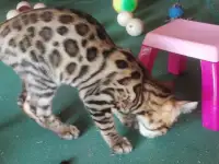 Продам бенгальского котика, фотография 11