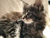 Продаются котята