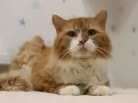 Спасенному с улицы рыжему котику Леонарду очень нужен дом и семья!, фотография 6