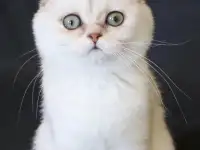 Шотландские котята, фотография 2