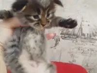 Котята мейн кун