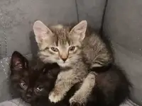 Отдам в добрые руки котят