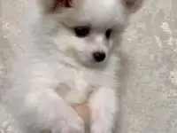 Шпиц, фотография 2