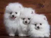 Померанский шпиц. Щенки