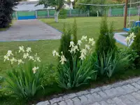 Усадьба с баней в д. Дворище, фотография 2