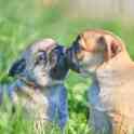 Щенки мопса абрикосовые и бежевые, 2 месяца, фотография 2