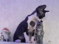Котенок Девон Рекс, фотография 7