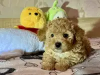 Щенки Мальтипу, фотография 7