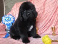 щенки ньюфаундленда