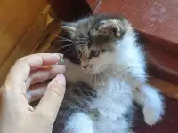 Котята даром, фотография 6