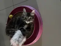 Курильский бобтейл, фотография 4
