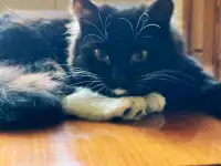 Черная кошка Санта ищет семью!, фотография 10