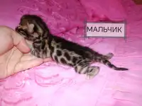 Шикарные бенгальские котята, фотография 5