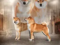 Щенки сиба Ину