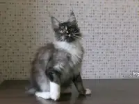 Котёнок Мейн-кун мальчик, фотография 6
