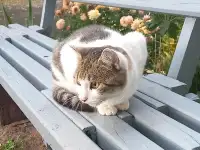 Кот подросток, фотография 3