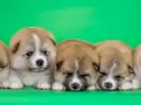 Акита ину, фотография 3