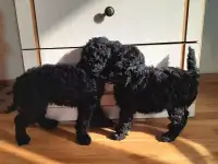 Щенки малого пуделя, фотография 4