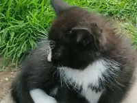 Котята ищут дом, фотография 2