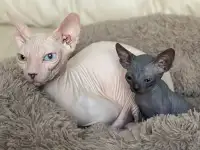Котята канадского сфинкса, фотография 4