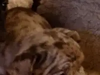 щенки французского бульдога