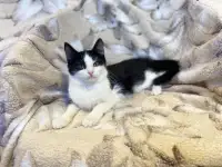 Самый ласковый Милс на свете, фотография 5