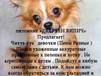 питомник «ДВАРВЕН ВИЛИЧ» Предлагает!  Чихуахуа  мальчики и девочки
