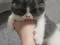 Котятки