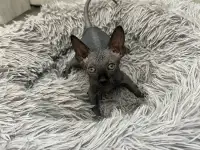 Котята канадского сфинкса, фотография 6