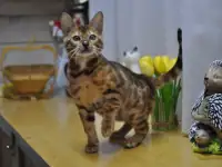Бенгальская кошечка