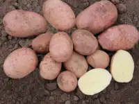 домашний картофель с бесплатной доставкой, фотография 2