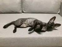 Корниш-рекс котята, фотография 10