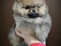 Померанский шпиц, щенки. Мини мишки, фотография 3