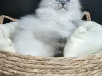 Котята от питомника Невский Шарм, фотография 3
