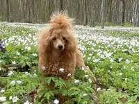 Той пуделя, фотография 9