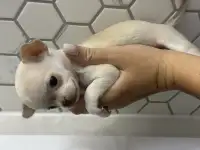 Продам щенка чихуахуа
