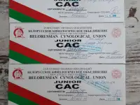Щенки самоеда, фотография 6