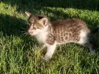 Котята даром, фотография 7